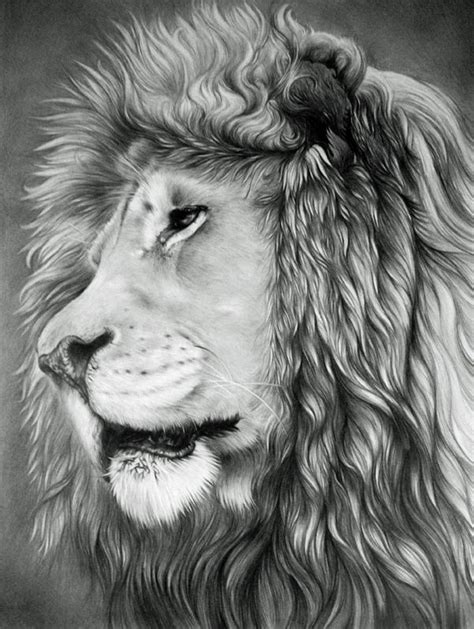 10 Cool Lion Drawings For Inspiration Lion Drawing Animal Drawings