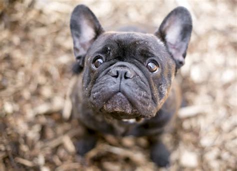 Französische Bulldogge als Haustier: Charakter, Infos und Bilder