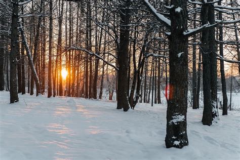 Premium Photo Winter Sunset In The Forest