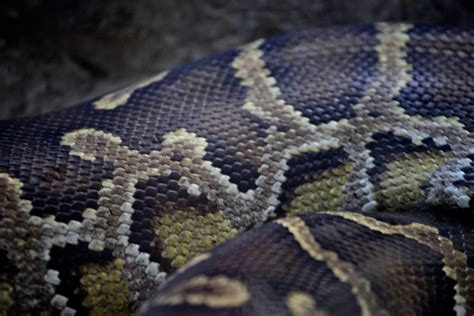 Snake Skin Tom Woodward Flickr