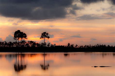 Alligator Riding The Pine Glades Lake Sunset Everglades N Flickr