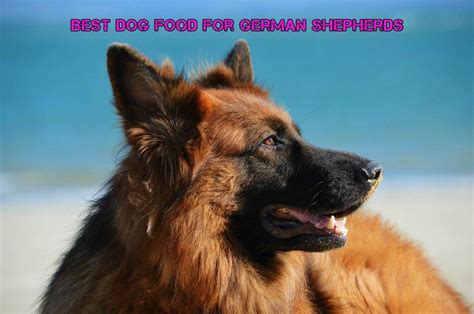 Blue buffalo dry dog food is rated as the best dog food brand for german shepherds for several reasons. Best Dog Food for German Shepherds - Expert Buying Guide ...