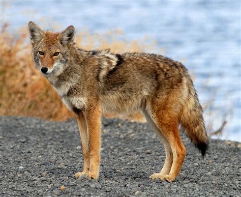 Fairfax County sees uptick in coyotes - WTOP News