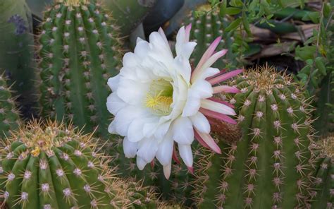 Cactus Blooms In Arizona Desert Botanical Garden