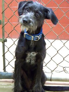 satx rescue female wire hair terrier adopted