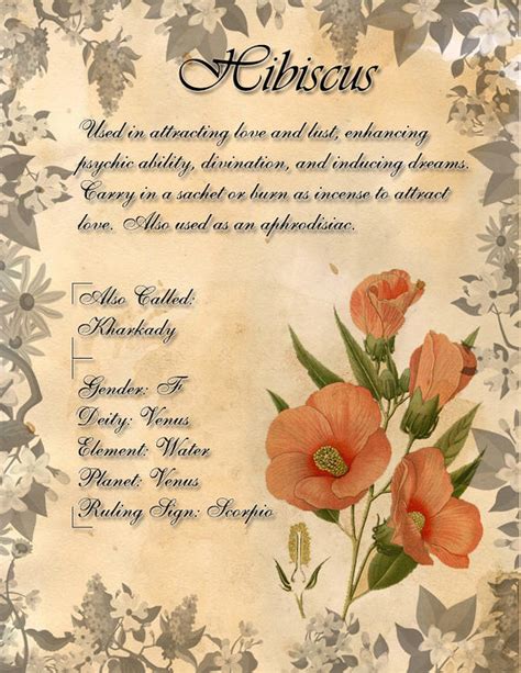 Book Of Shadows Herb Grimoire Hibiscus By Conigma On Deviantart