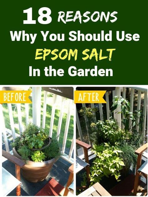 Epsom salt helps stabilize mood and relieve stress, anxiety and depression. Epsom salt feeds the plants with essential nutrients in a ...