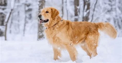 Types And Colors Of Golden Retrievers Golden Retriever Society