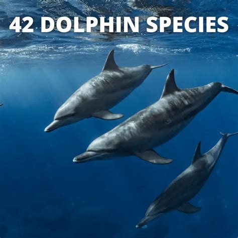 How Many Species Of Dolphins Are There 7 Most Common Animal Ways