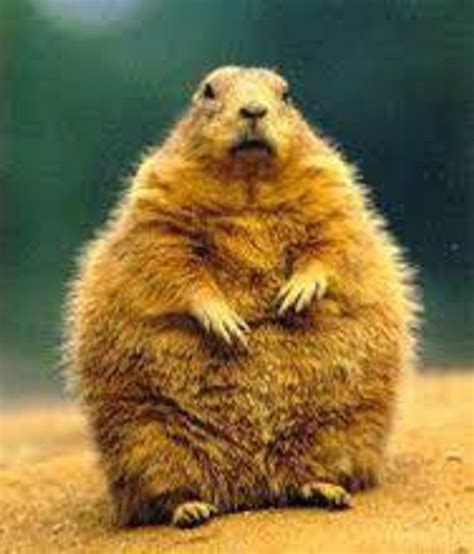 11 Super Fat Animals To Motivate You