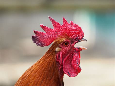 Gambar Ayam Jantan Pulp