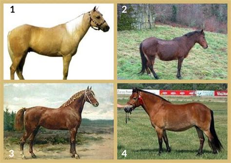 guide  horses  kids hubpages