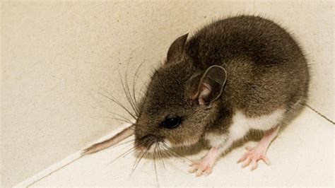 Hantavirus Discovered In San Diego County Deer Mice Nbc 7 San Diego