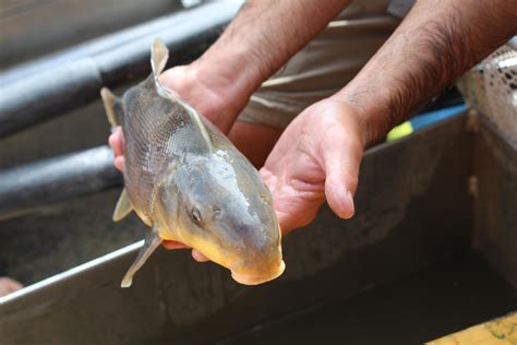 In The Colorado River These Little Suckers Are Making A Comeback Kawc