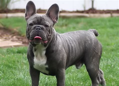 The french bulldog is characterised by. French Bulldog | Dog Breed Facts & Advice | Mypetzilla UK
