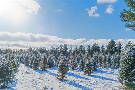 Snow Covered Christmas Tree Farm Stock Image Image Of America