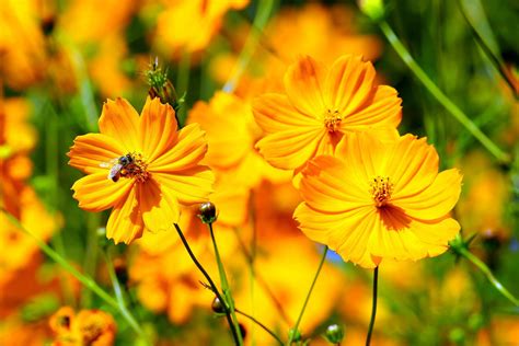 How to grow Cosmos flowers? - GreenMyLife