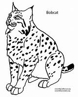 Bobcat Coloring Cats Animals Kitten Popular sketch template