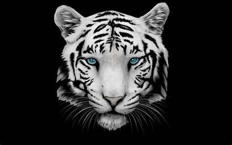 Awesome White Tiger Wallpapers