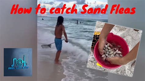 How To Catch Sand Fleas On The Beach Youtube