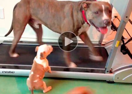 Funny dog videos for kids. Funny Dog Videos & Cat Videos - dogs, cats and other ...