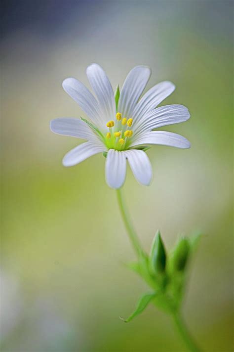 Find single flower background images image, wallpaper and background. Single White Greater Stitchwort Flower Photograph by Jacky ...