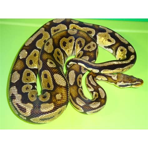 Pastel Ball Python Adult Female Strictly Reptiles