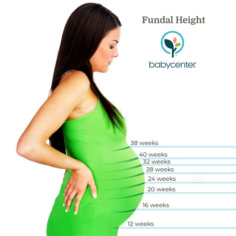 How To Measure Fundal Height Gehub