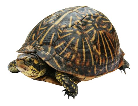 Turtle PNG Image - PurePNG | Free transparent CC0 PNG Image Library png image