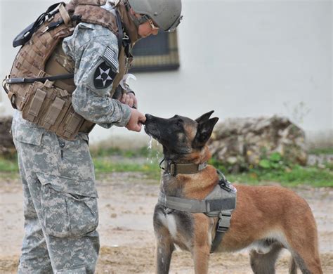 So Heres To All The Brave Military Service Animals Military Working