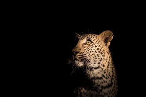 African Leopard Portrait Faces Of Webshop Richard Guijt Photography