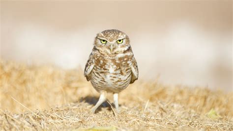 Photos These Adorable Burrowing Owls Are Thriving In The Most Unlikely