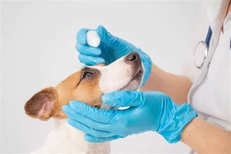 Dog Eye Infection Symptoms And Treatment Parkway Veterinary