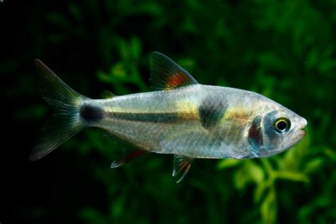 Bucktooth Tetra 101 Care Feeding Aggression And More