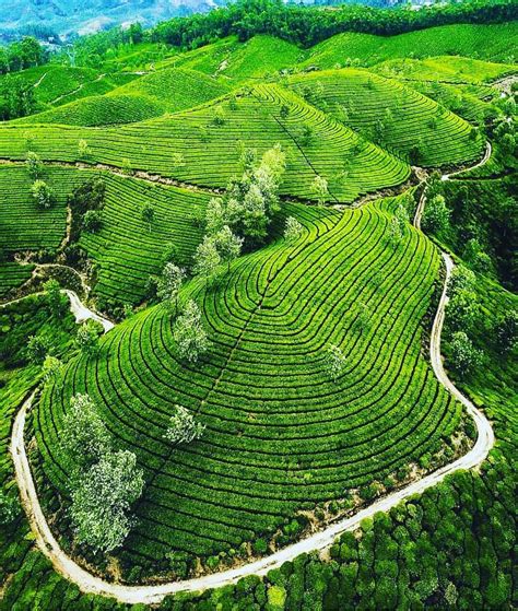 Tea Gardens In Munnar 💝🌍 🌱🌱🌱🌱🌱🌱🌱🌱🌱🌱🌱 ⬇️⬇️⬇️⬇️⬇️⬇️⬇️⬇️⬇️⬇️⬇️ Location 📌