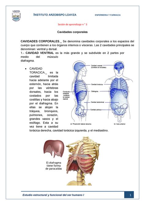 Sesion N°3 Anatomia Sesión De Aprendizaje N ° 3 Cavidades Corporales