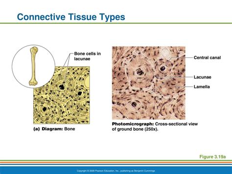 Ppt Tissues Powerpoint Presentation Free Download Id1734853