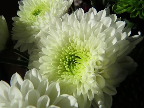 Hd Wallpaper Flowers Chrysanthemums White Flowering Plant Beauty