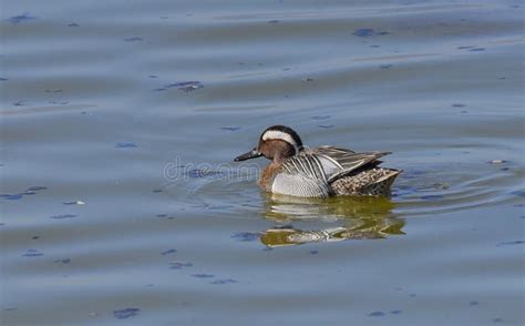 Male Teal Duck Swims Stock Image Image Of Lake Waterfowl 89143221