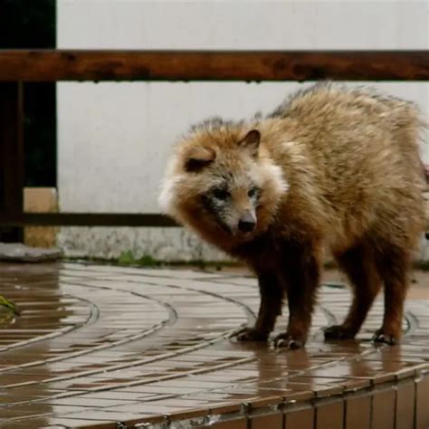 Where Do Japanese Raccoon Dogs Live