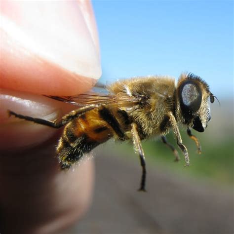 Bee Mimics Bee Informed Partnership