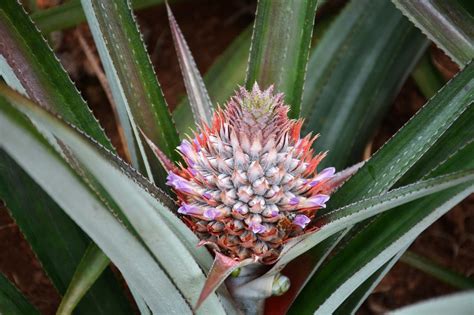 How Do Pineapples Grow Earthpedia