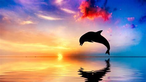 Dolphin Jumping Out Of Water Sunset View 4k Beautiful Ocean And