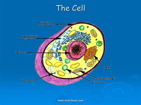 Liver Cell Structure Diagram