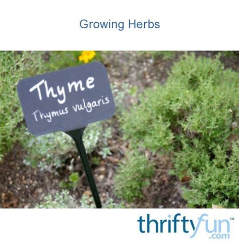 Growing Herbs Thriftyfun
