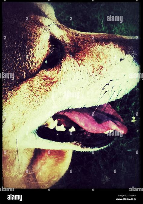 Dog Face Using Grunge Film Stock Photo Alamy