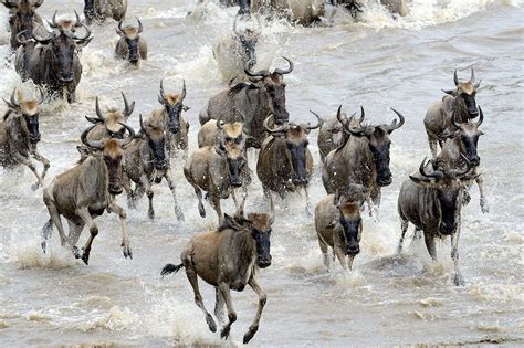 Experience The Great Wildebeest Migration On The Move Art Of Safari