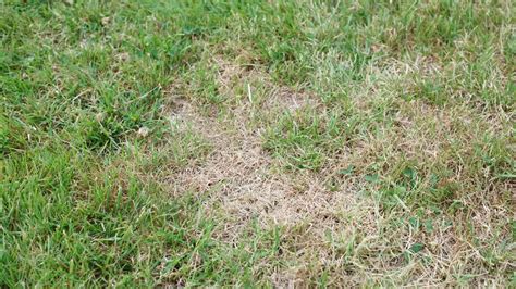 Why Is My Lawn Dying 8 Common Reasons For Brown Spots Lawnstar
