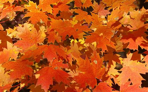 Download Wallpaper Orange Autumn Leaves Download Photo Autumn