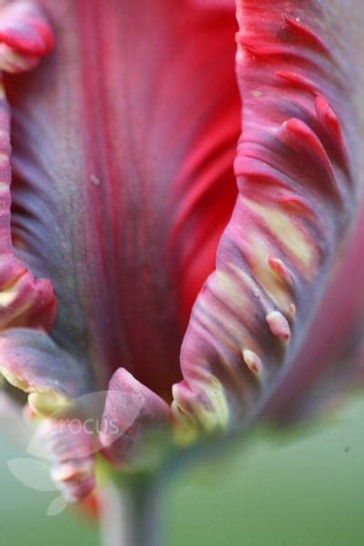 Buy Parrot Tulip Bulbs Tulipa Rococo £249 Delivery By Crocus